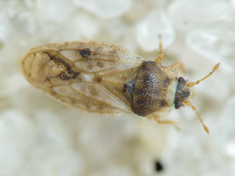 Piesma maculatum (Laporte, 1833)